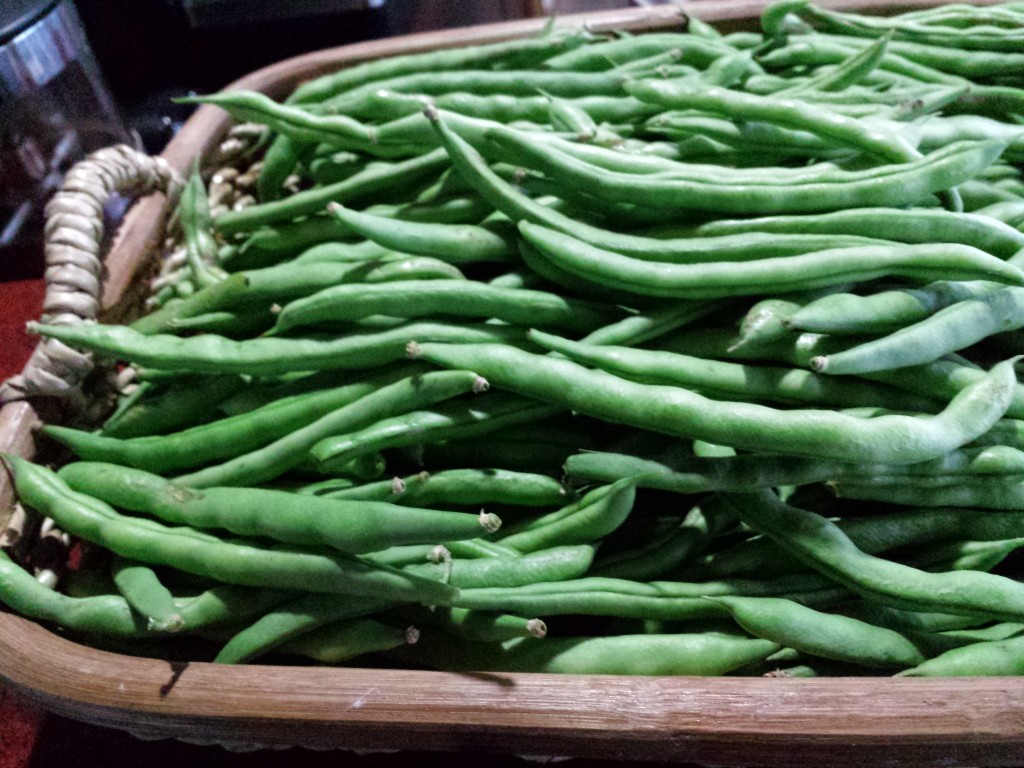baguio beans 1024x768 Baguio Beans For Sale