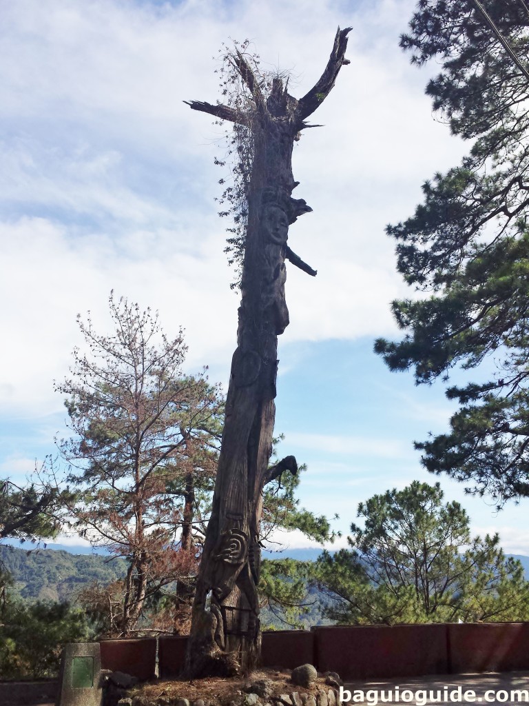 old pine tree of baguio city 768x1024 Oldest Pine Tree in Baguio City